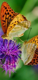 Two orange butterflies on a purple flower with a green background.