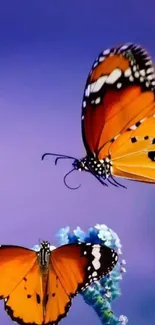 Orange butterflies with purple background wallpaper.