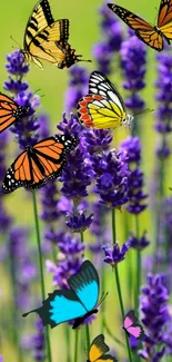 Colorful butterflies and lavender in vibrant field wallpaper.