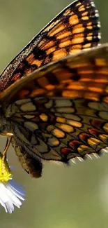 Close-up of butterfly on flower with vivid orange wings.