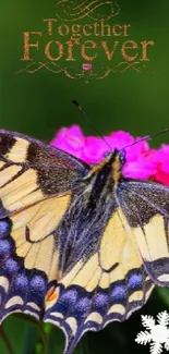 Colorful butterfly on pink flowers with green background.