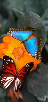 Colorful butterflies resting on an orange flower with green leaves.