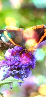 Butterfly on purple flowers with yellow bokeh.