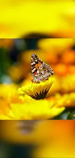 Vibrant butterfly sitting on yellow flowers with an orange background.