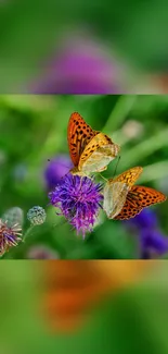 Two orange butterflies on a vibrant purple flower.