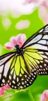 Colorful butterfly with green and pink floral background.