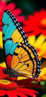 Colorful butterfly on red flower wallpaper.