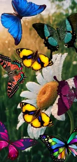 Colorful butterflies on a daisy in a sunny meadow wallpaper.