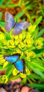 Two vibrant butterflies on green plants.