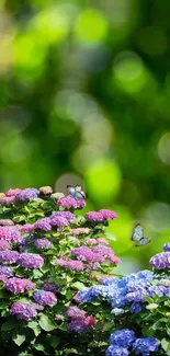 Colorful hydrangeas with butterflies in a vibrant green garden setting.