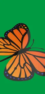 A vibrant orange butterfly with black accents on a rich green background.