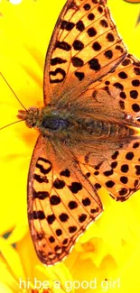 Orange butterfly on a yellow flower wallpaper with 'Hi' text and emoji.