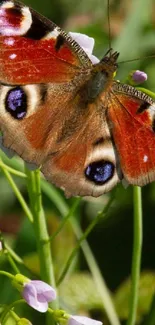 A colorful butterfly on blooming flowers with lush green background.
