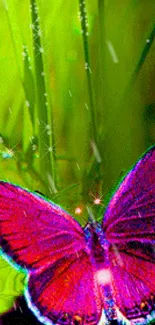 Purple butterfly on green background wallpaper.