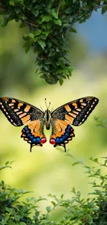 Colorful butterfly surrounded by lush green leaves