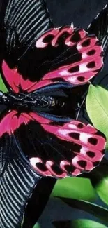 Vibrant butterfly with pink and black wings on a leaf.