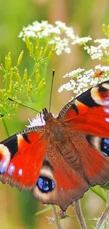 Colorful butterfly perched on wildflowers in a vibrant nature setting.