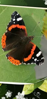 Vibrant butterfly resting on a green leaf with floral accents.