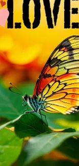 Colorful butterfly on leaves with love text in background.