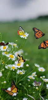 Colorful butterflies in a green meadow with white daisies.