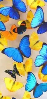 Blue and yellow butterfly mobile wallpaper.