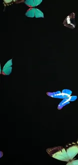 Colorful butterflies on a black background mobile wallpaper.