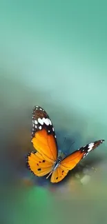 Vibrant orange and black butterfly on teal background.