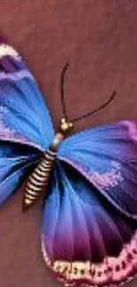 Colorful blue and purple butterfly on a brown background.