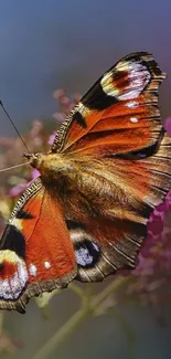 Vibrant butterfly with orange wings on a mobile wallpaper.