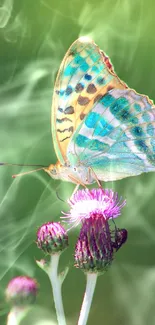 A vibrant butterfly on purple flowers with a green background.