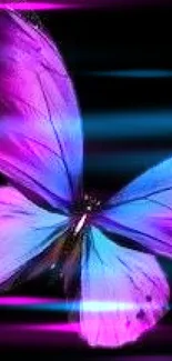 Vibrant purple and blue butterfly on black background.