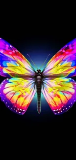 Colorful rainbow butterfly on black background wallpaper.