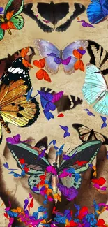 Colorful butterflies on a textured background.