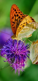 Two orange butterflies on purple flower with green background.