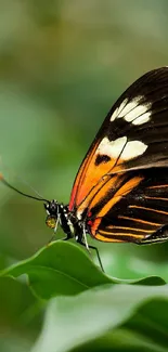 Vibrant butterfly perched on green leaves, showcasing nature's colors.