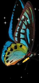 Colorful butterfly with vibrant wings on a black background.