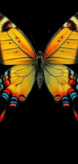 Vibrant butterfly with orange and yellow wings on a black background.