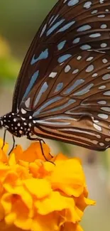 Colorful butterfly perched on a vibrant orange flower.