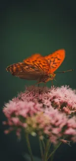 Vibrant orange butterfly resting on pink blooms, set against a dark green background.