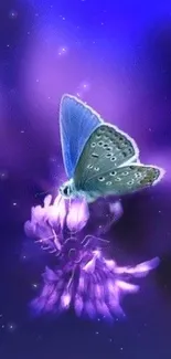 Vibrant butterfly on purple flower with blurred background.