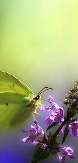 Colorful butterfly on flower wallpaper with vibrant green and purple hues.