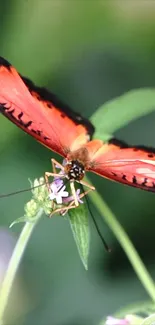 Butterfly feeding on a flower with vibrant orange wings.