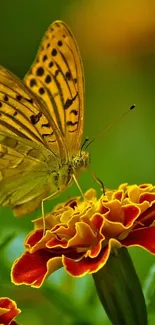 Vibrant yellow butterfly on a marigold flower with green background.