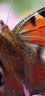 Close-up of a vibrant butterfly perched on a flower, showcasing colorful wings.