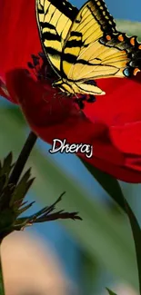 A vibrant butterfly sits delicately on a vivid red flower against a natural backdrop.