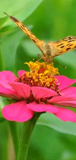 Butterfly perched on pink flower with green leaves background.