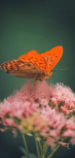 Orange butterfly resting on pink blossoms against a green backdrop.