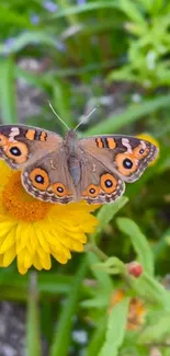 Butterfly perched on a yellow flower against a green backdrop.