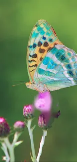 Vibrant butterfly resting on a pink flower against a lush green background.