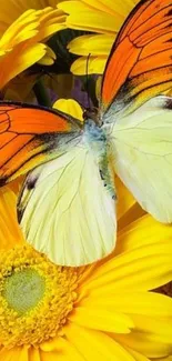 Orange butterfly on yellow daisies wallpaper.